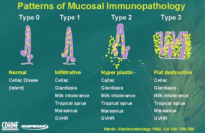 Patterns of Mucosal Immunopathology Type 0 Type 1 Type 2 Type 3 Normal Infilitrative