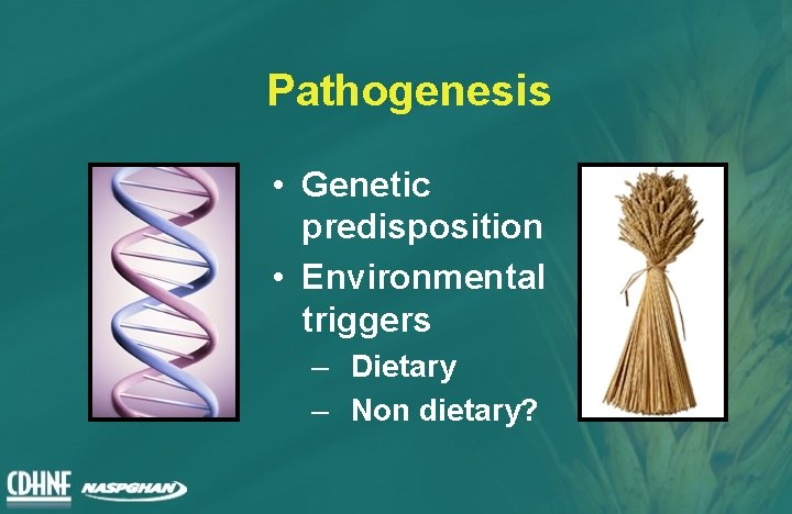 Pathogenesis • Genetic predisposition • Environmental triggers – Dietary – Non dietary? 