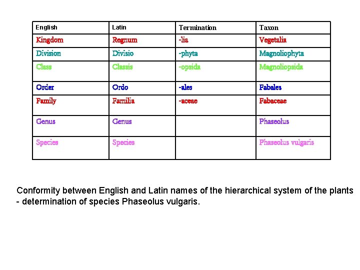 English Latin Termination Taxon Kingdom Regnum -lia Vegetalia Division Divisio -phyta Magnoliophyta Classis -opsida