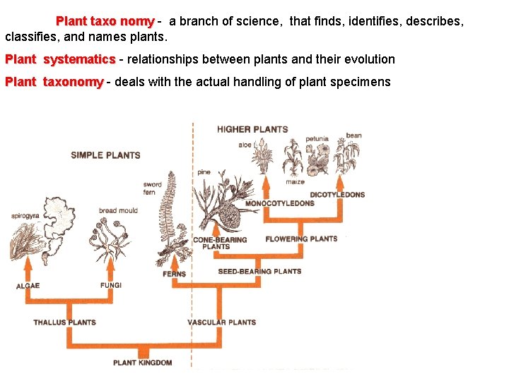 Plant taxo nomy - a branch of science, that finds, identifies, describes, Plant taxo