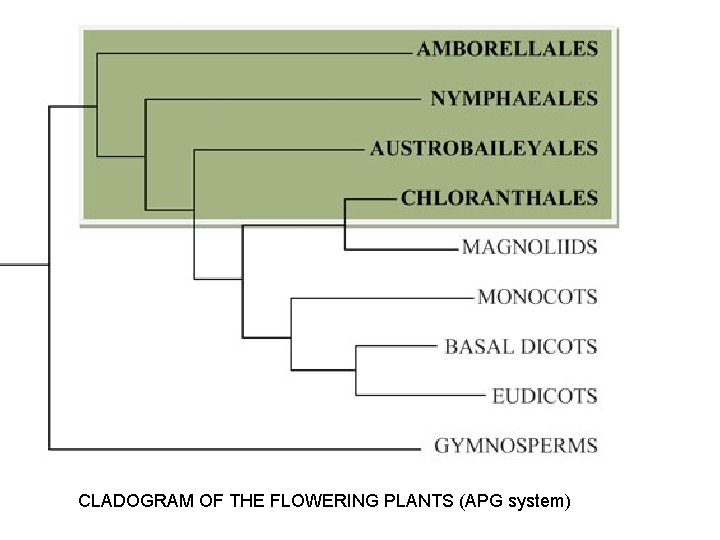 CLADOGRAM OF THE FLOWERING PLANTS (APG system) 