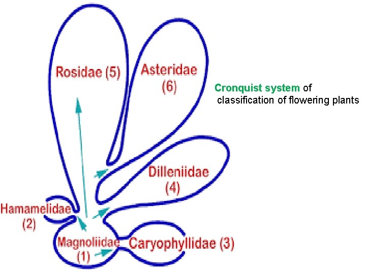 Cronquist system of Cronquist system classification of flowering plants 