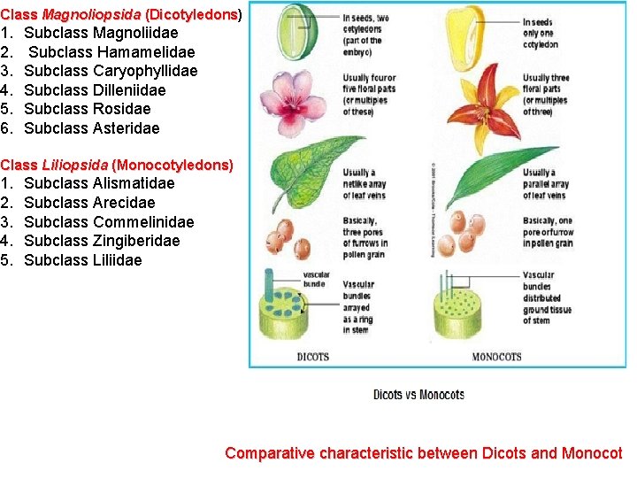 Class Magnoliopsida (Dicotyledons) icotyledons 1. 2. 3. 4. 5. 6. Subclass Magnoliidae Subclass Hamamelidae