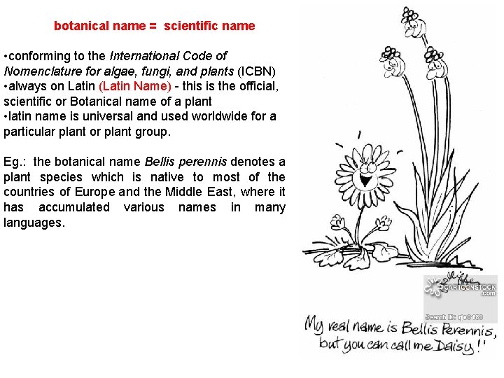  botanical name = scientific name • conforming to the International Code of Nomenclature