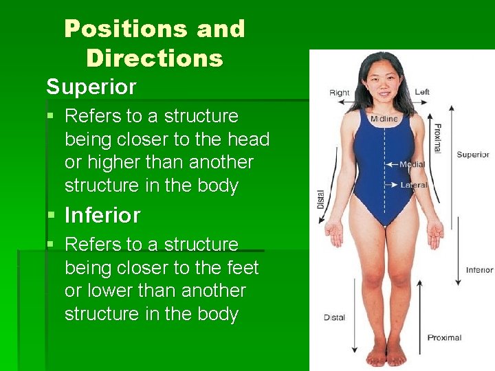 Positions and Directions Superior § Refers to a structure being closer to the head