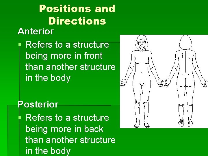 Positions and Directions Anterior § Refers to a structure being more in front than