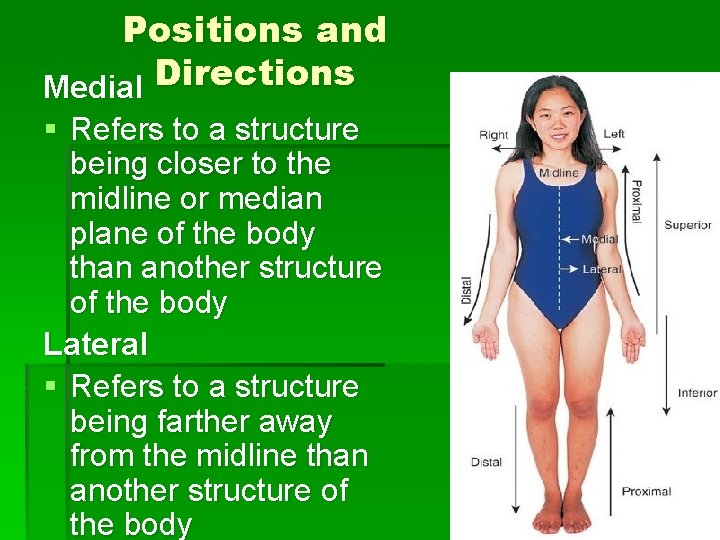 Positions and Medial Directions § Refers to a structure being closer to the midline