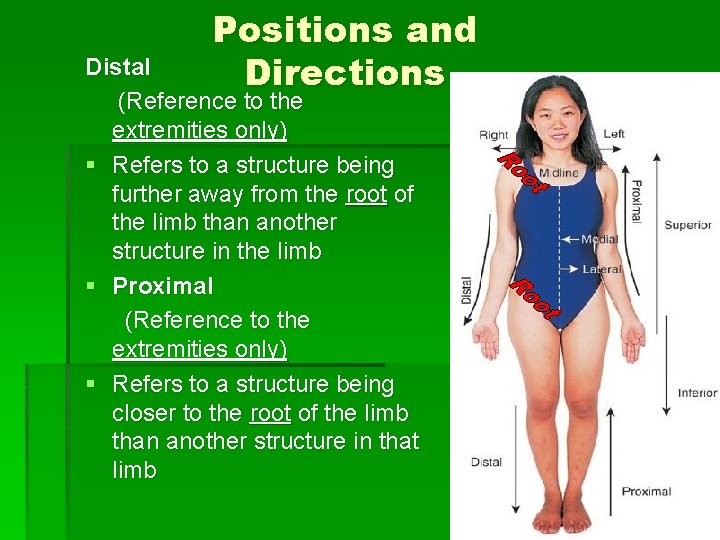 Positions and Directions Distal (Reference to the extremities only) § Refers to a structure