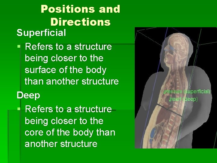 Positions and Directions Superficial § Refers to a structure being closer to the surface