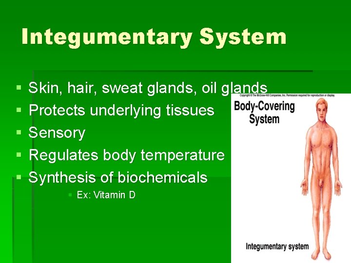 Integumentary System § § § Skin, hair, sweat glands, oil glands Protects underlying tissues