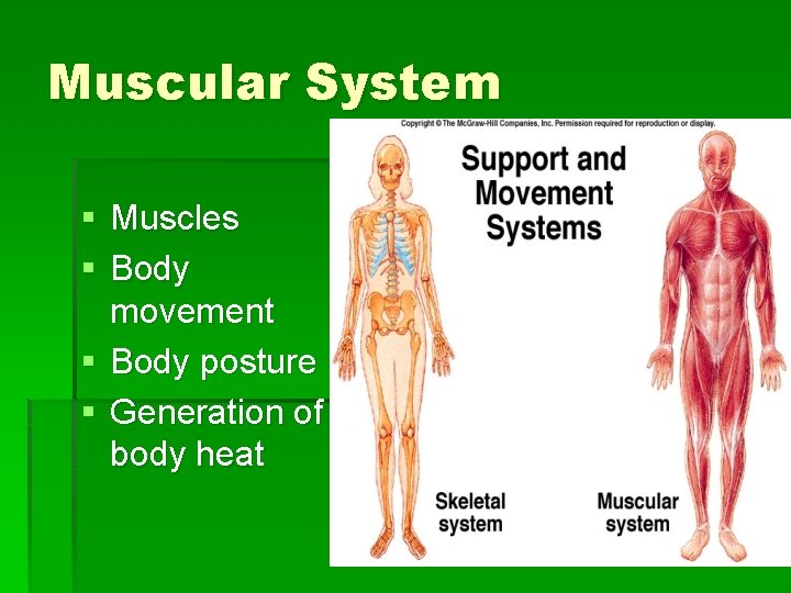 Muscular System § Muscles § Body movement § Body posture § Generation of body
