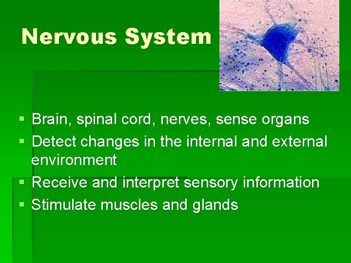Nervous System § Brain, spinal cord, nerves, sense organs § Detect changes in the