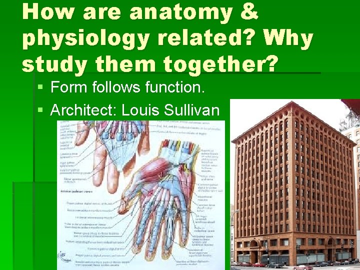 How are anatomy & physiology related? Why study them together? § Form follows function.