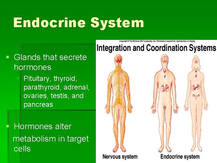 Endocrine System § Glands that secrete hormones § Pituitary, thyroid, parathyroid, adrenal, ovaries, testis,