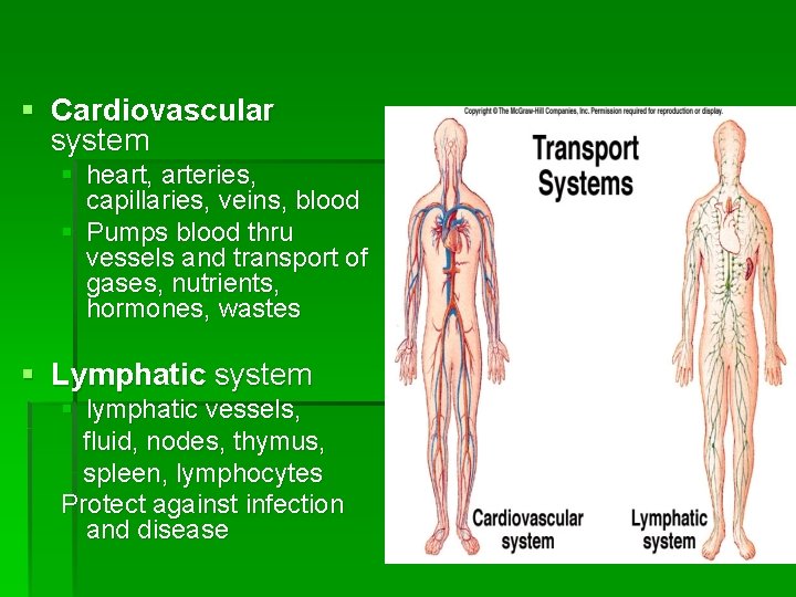 § Cardiovascular system § heart, arteries, capillaries, veins, blood § Pumps blood thru vessels