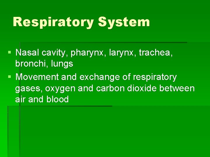 Respiratory System § Nasal cavity, pharynx, larynx, trachea, bronchi, lungs § Movement and exchange