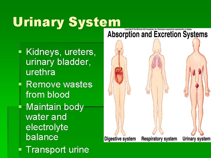 Urinary System § Kidneys, ureters, urinary bladder, urethra § Remove wastes from blood §