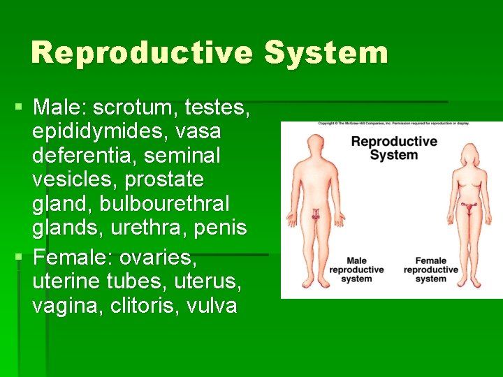 Reproductive System § Male: scrotum, testes, epididymides, vasa deferentia, seminal vesicles, prostate gland, bulbourethral