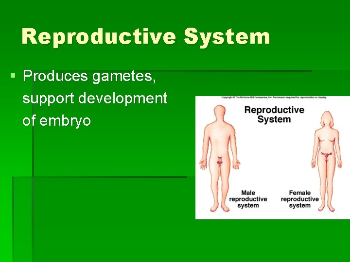 Reproductive System § Produces gametes, support development of embryo 