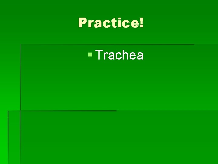 Practice! § Trachea 