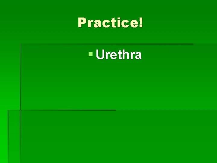 Practice! § Urethra 