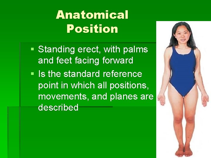 Anatomical Position § Standing erect, with palms and feet facing forward § Is the