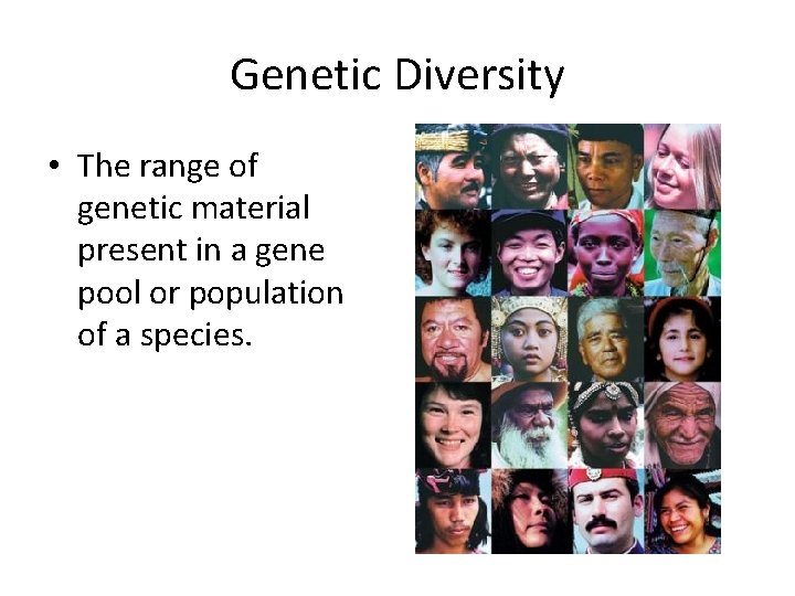 Genetic Diversity • The range of genetic material present in a gene pool or