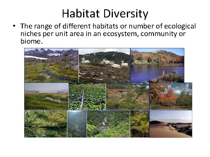 Habitat Diversity • The range of different habitats or number of ecological niches per