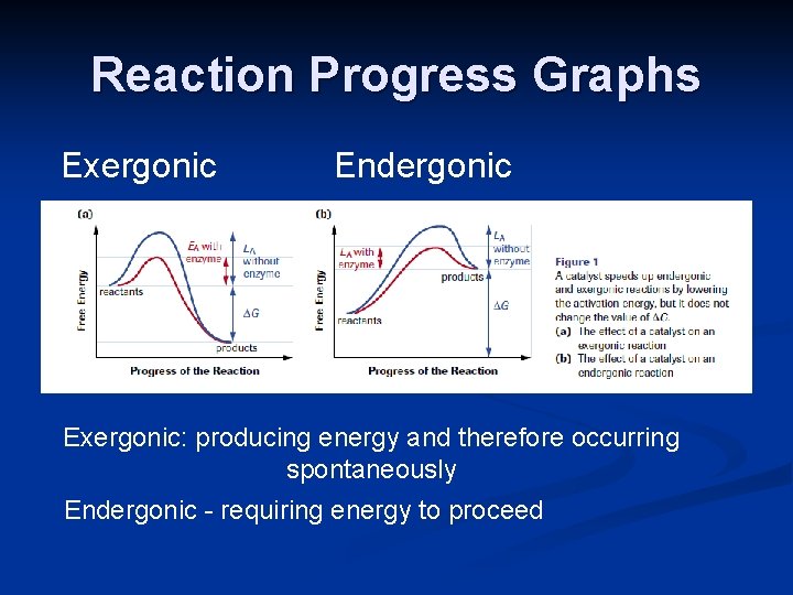 Reaction Progress Graphs Exergonic Endergonic Exergonic: producing energy and therefore occurring spontaneously Endergonic -