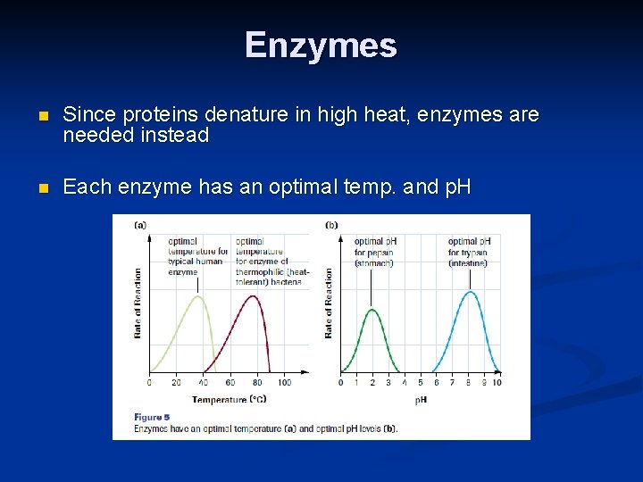 Enzymes n Since proteins denature in high heat, enzymes are needed instead n Each