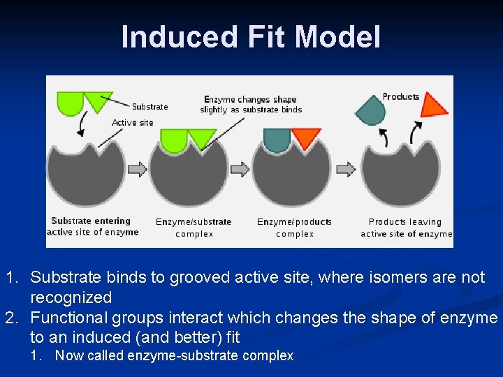 Induced Fit Model 1. Substrate binds to grooved active site, where isomers are not