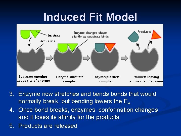 Induced Fit Model 3. Enzyme now stretches and bends bonds that would normally break,