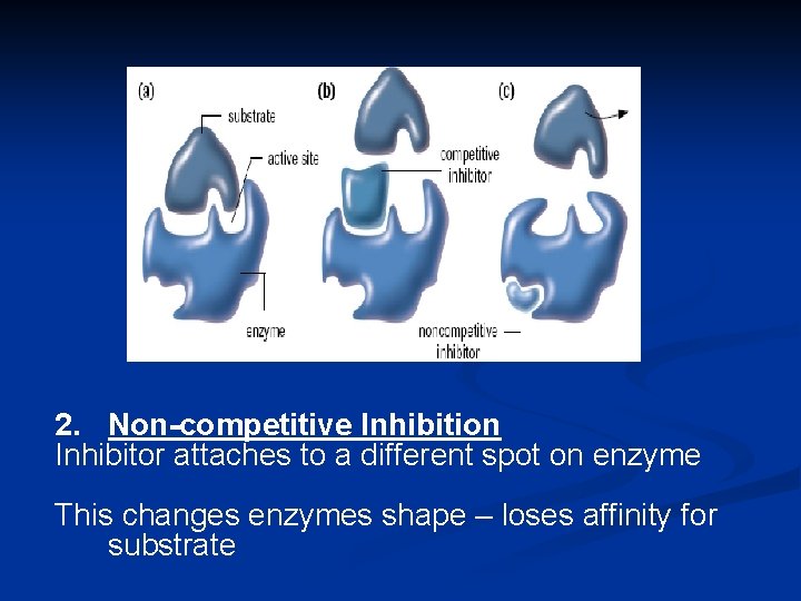 2. Non-competitive Inhibition Inhibitor attaches to a different spot on enzyme This changes enzymes