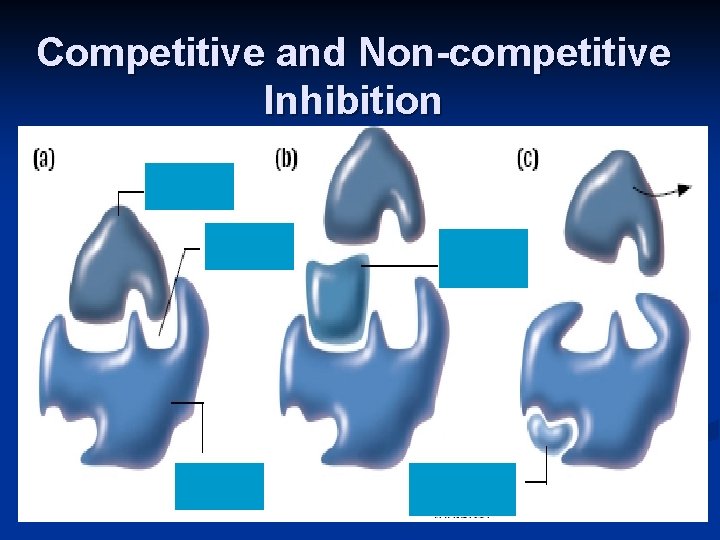 Competitive and Non-competitive Inhibition 