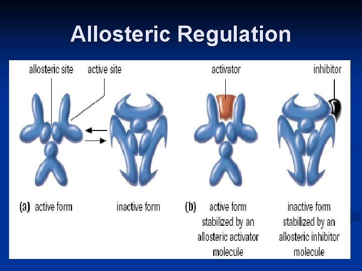 Allosteric Regulation 