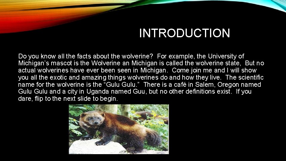 INTRODUCTION Do you know all the facts about the wolverine? For example, the University