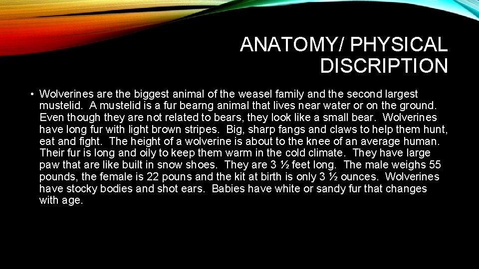 ANATOMY/ PHYSICAL DISCRIPTION • Wolverines are the biggest animal of the weasel family and