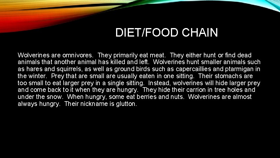 DIET/FOOD CHAIN Wolverines are omnivores. They primarily eat meat. They either hunt or find