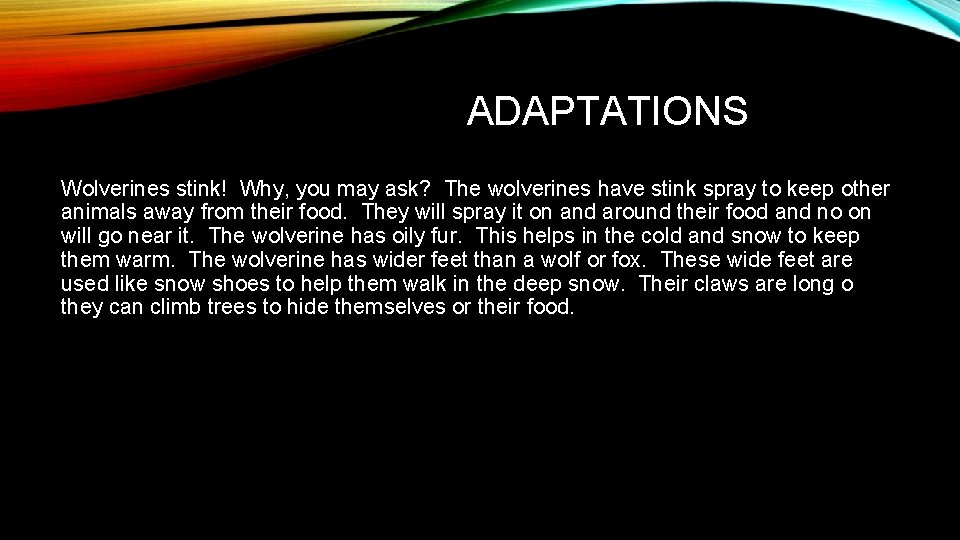 ADAPTATIONS Wolverines stink! Why, you may ask? The wolverines have stink spray to keep