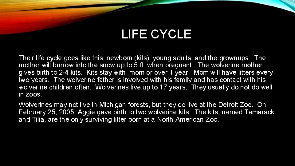 LIFE CYCLE Their life cycle goes like this: newborn (kits), young adults, and the