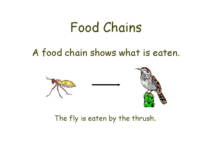 Food Chains A food chain shows what is eaten. The fly is eaten by