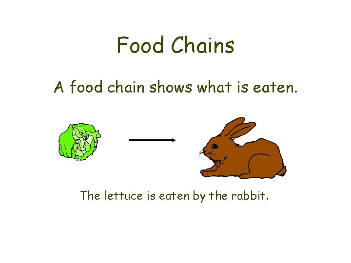 Food Chains A food chain shows what is eaten. The lettuce is eaten by