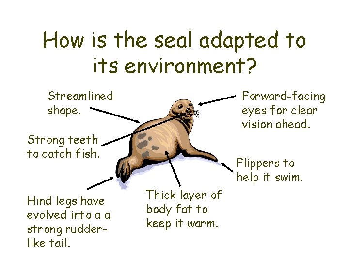 How is the seal adapted to its environment? Streamlined shape. Forward-facing eyes for clear