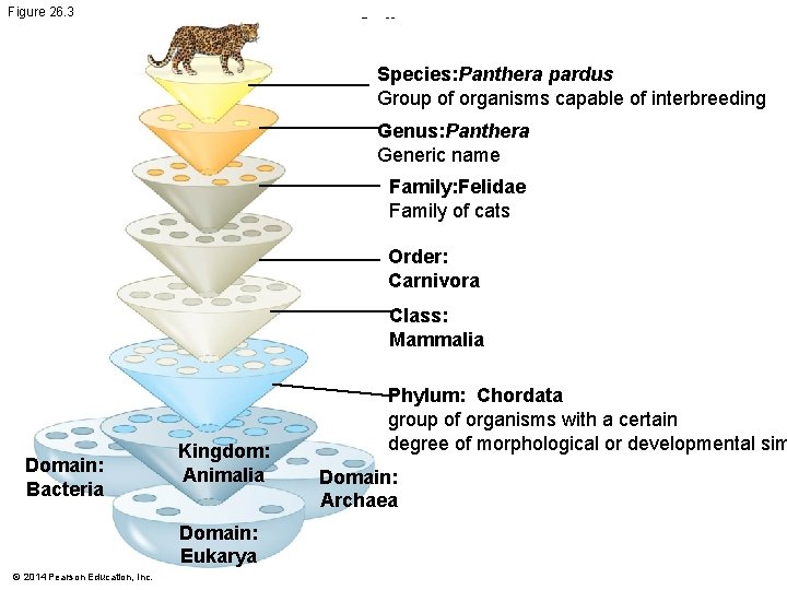 Figure 26. 3 Cell division Species: Panthera pardus error Group of organisms capable of