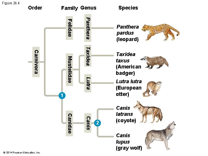 Figure 26. 4 Order Family Genus Panthera Felidae Panthera pardus (leopard) Taxidea Lutra Mustelidae