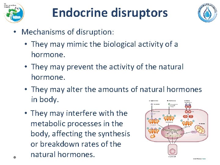 Endocrine disruptors • Mechanisms of disruption: • They may mimic the biological activity of