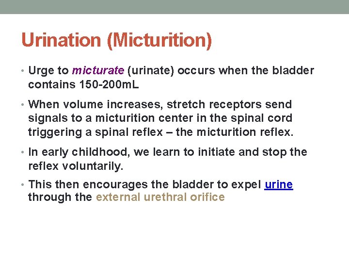 Urination (Micturition) • Urge to micturate (urinate) occurs when the bladder contains 150 -200 Urination (Micturition) • Urge to micturate (urinate) occurs when the bladder contains 150 -200