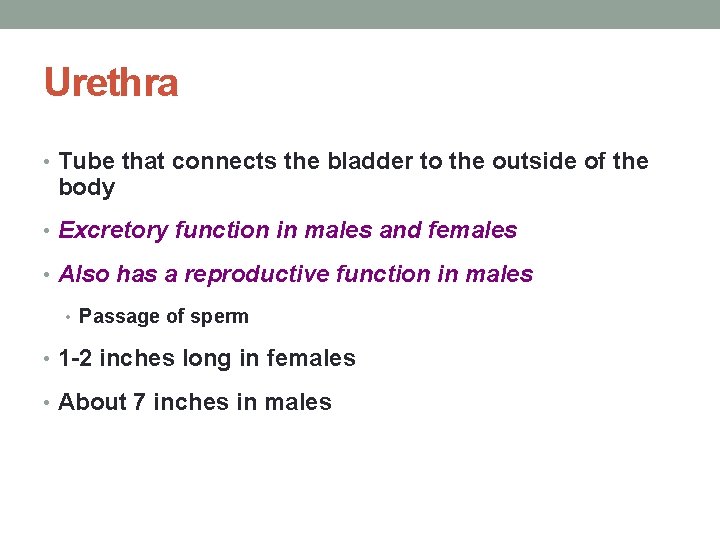 Urethra • Tube that connects the bladder to the outside of the body • Urethra • Tube that connects the bladder to the outside of the body •