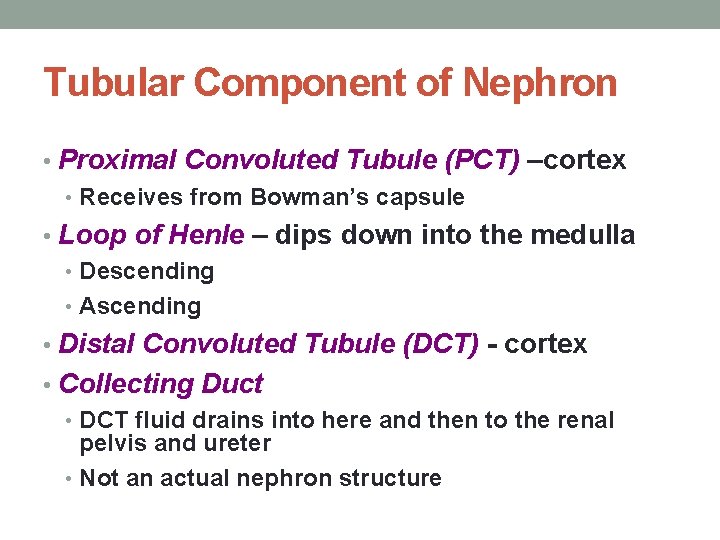 Tubular Component of Nephron • Proximal Convoluted Tubule (PCT) –cortex • Receives from Bowman’s Tubular Component of Nephron • Proximal Convoluted Tubule (PCT) –cortex • Receives from Bowman’s