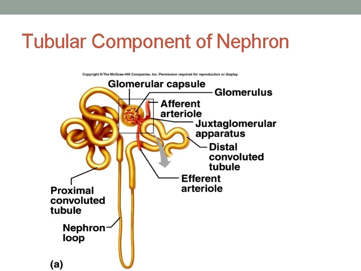 Tubular Component of Nephron Tubular Component of Nephron